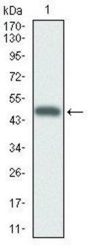 Monoclonal Anti-CYP3A4 antibody produced in