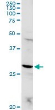 Anti-POMC antibody produced in rabbit