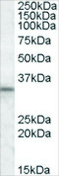 Anti-HAX1 antibody produced in goat