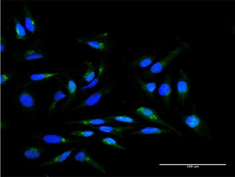 Anti-SCYL1BP1 antibody produced in mouse
