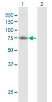 Anti-FARP2 antibody produced in rabbit