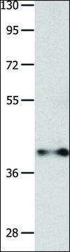 Anti-MADCAM1 antibody produced in rabbit