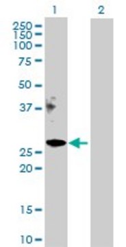 Anti-APOM antibody produced in rabbit