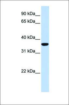 Anti-MAFB antibody produced in rabbit