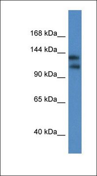 Anti-KCNT1 antibody produced in rabbit
