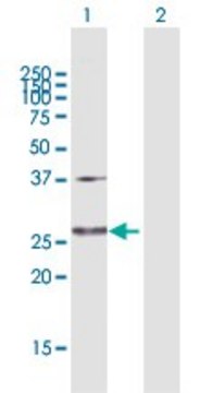 Anti-GLUD2 antibody produced in rabbit