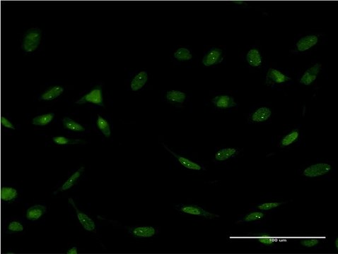 ANTI-FOXC2 antibody produced in mouse