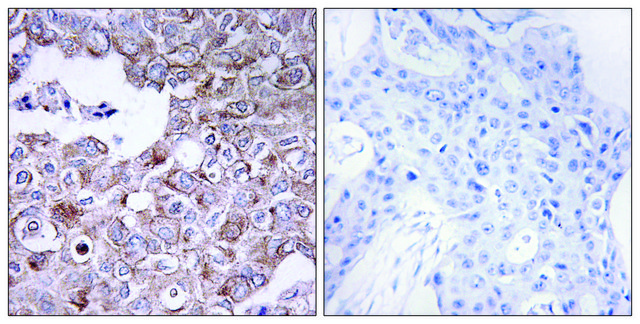 Anti-MUC1 antibody produced in rabbit