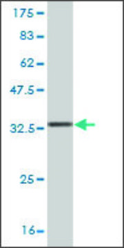 Monoclonal Anti-CEP250 antibody produced in