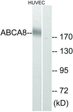 Anti-ABCA8 antibody produced in rabbit