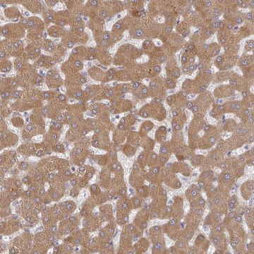 Anti-RHEBL1 antibody produced in rabbit