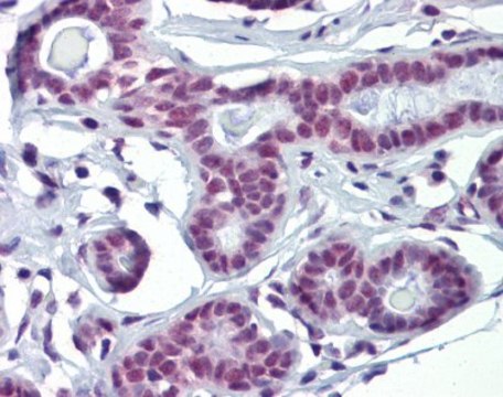 Anti-SOX4 antibody produced in rabbit