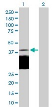 Anti-DLK1 antibody produced in rabbit