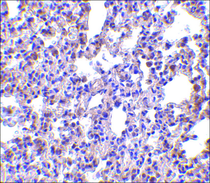Anti-PKR antibody produced in rabbit