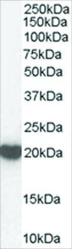 Anti-Peroxiredoxin 2 antibody produced in