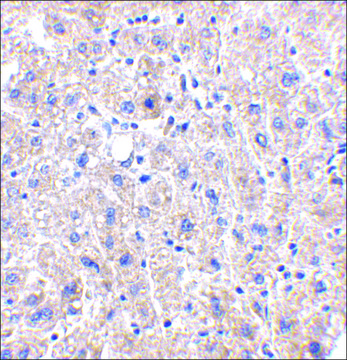 Anti-DRAM (ab1) antibody produced in