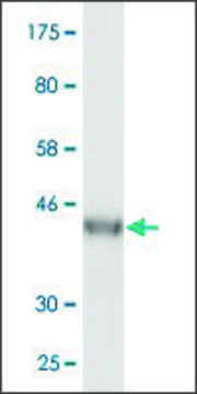 Monoclonal Anti-VPS25 antibody produced in