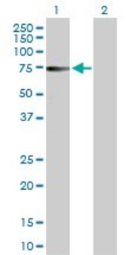 Anti-ZNF503 antibody produced in rabbit