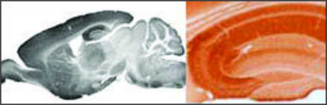Anti-GABRA5 (ab2) antibody produced in