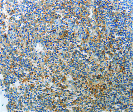 Anti-AD7C-NTP antibody produced in rabbit