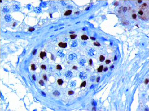 Anti-KPNA4/IPOA3 antibody produced in goat