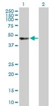 Anti-UBASH3A antibody produced in rabbit