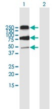 Anti-CD68 antibody produced in mouse