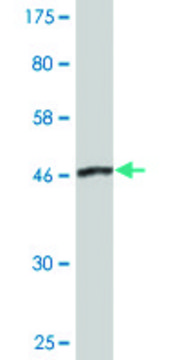 Monoclonal Anti-DCTN1 antibody produced in