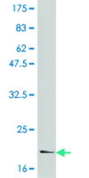 Monoclonal Anti-IL6 antibody produced in