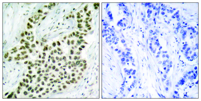 Anti-Histone H2A.X antibody produced in