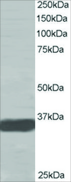 Anti-MRGX antibody produced in goat