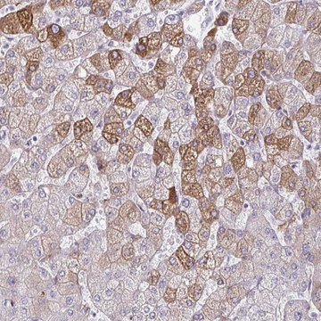 Anti-LDLRAP1 antibody produced in rabbit