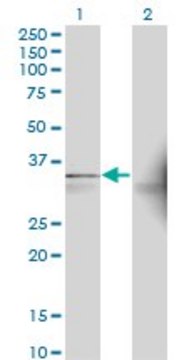 Monoclonal Anti-AASDHPPT antibody produced in