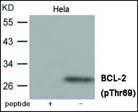 Anti-phospho-BCL-2 (pThr??) antibody produced in