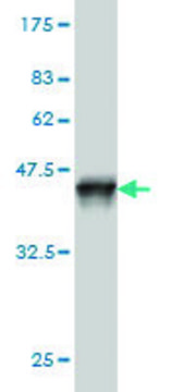 Monoclonal Anti-SNX12 antibody produced in