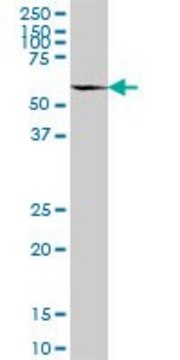 Anti-C8orf1 antibody produced in mouse
