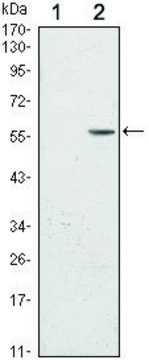 Monoclonal Anti-CD276 antibody produced in