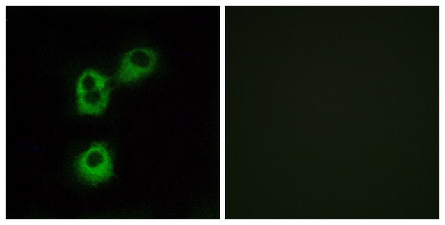 Anti-OR5M1, C-Terminal antibody produced in