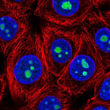 Anti-LLPH antibody produced in rabbit