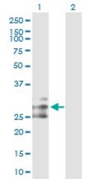Anti-FLT3LG antibody produced in rabbit