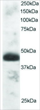 Anti-TFEC antibody produced in goat