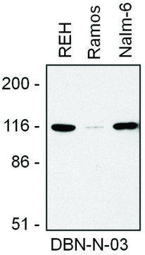 Monoclonal Anti-Drebrin antibody produced in
