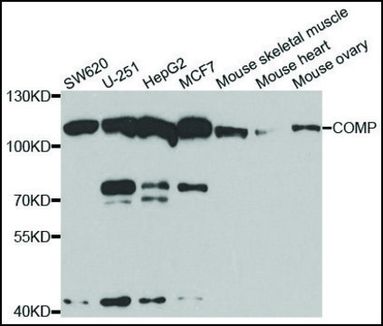 Anti-COMP antibody produced in rabbit