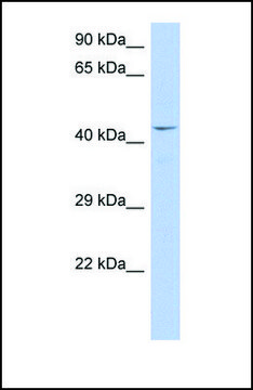 Anti-TAF7 antibody produced in rabbit