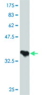 Monoclonal Anti-TAOK2 antibody produced in