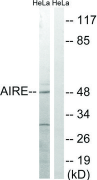 Anti-AIRE antibody produced in rabbit