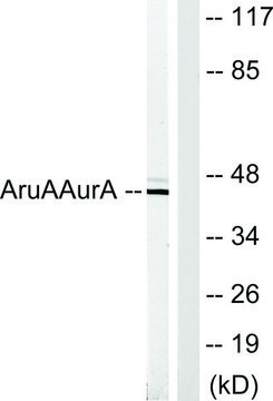 Anti-AURA antibody produced in rabbit