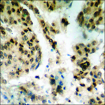 Anti-phospho-Histone H2A.X (pSer¹³?) antibody produced