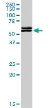 Anti-TAF1A antibody produced in rabbit