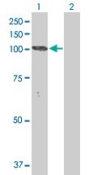 Anti-NLGN3 antibody produced in rabbit